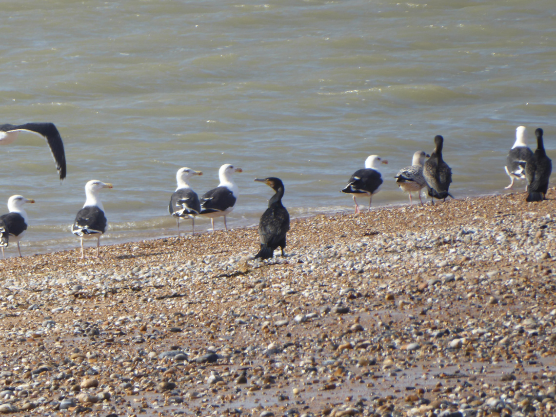 Sea birds at Dungeness